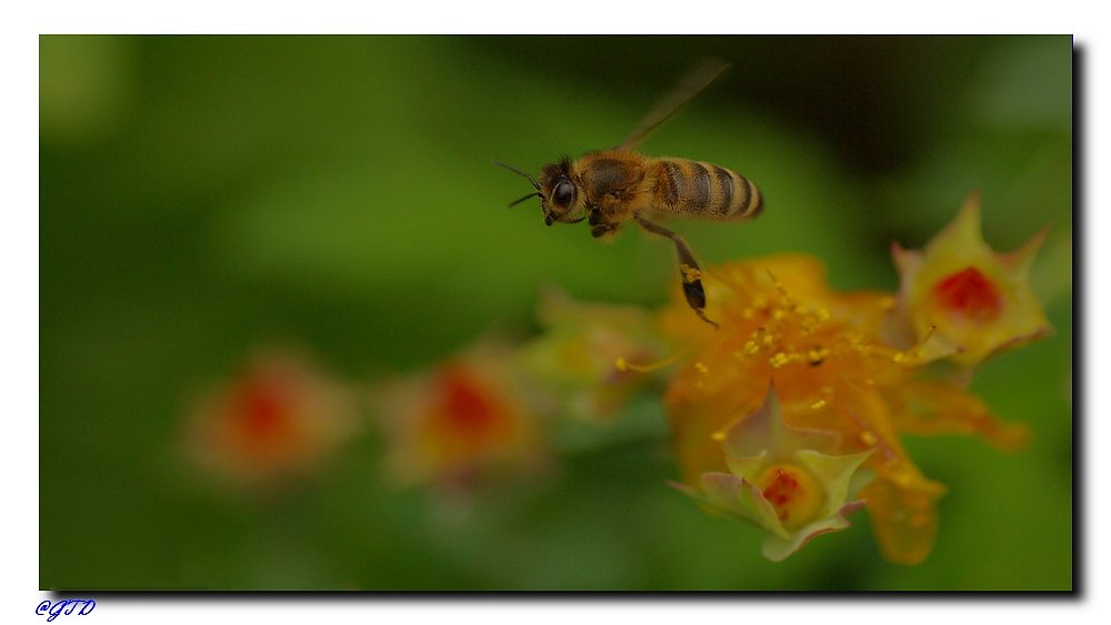 Biene auf Honigjagd
